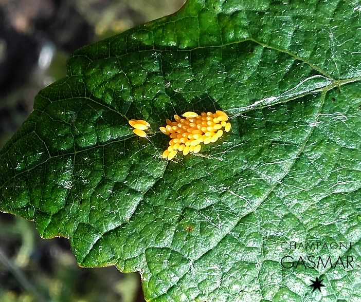 Oeufs de coccinelle Champagne Gasmar